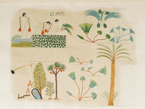 野菜や様々な木や植物を植え、水をまく 作： Italian School
